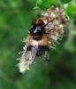 Volucella pellucens